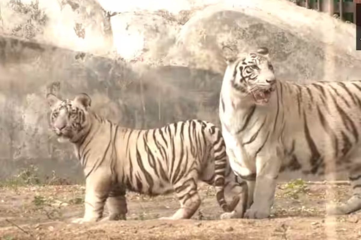 Bhupender Yadav releases two white tiger cubs in Delhi Zoo