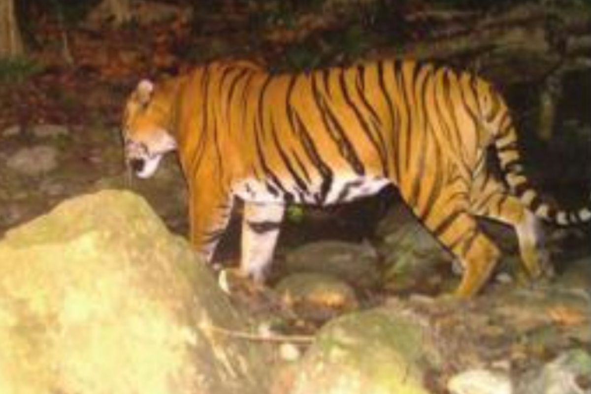 Tiger find claim: Foresters hope for more big cats