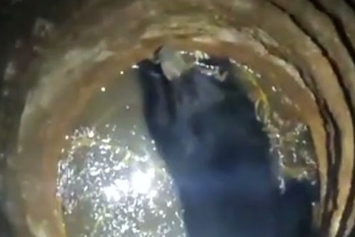 Bear stuck in well dies in flawed rescue operation in Kerala