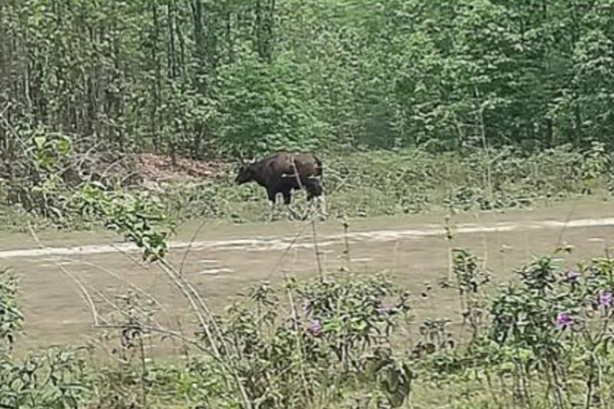 Bison in village near Siliguri surprises all; concerns galore