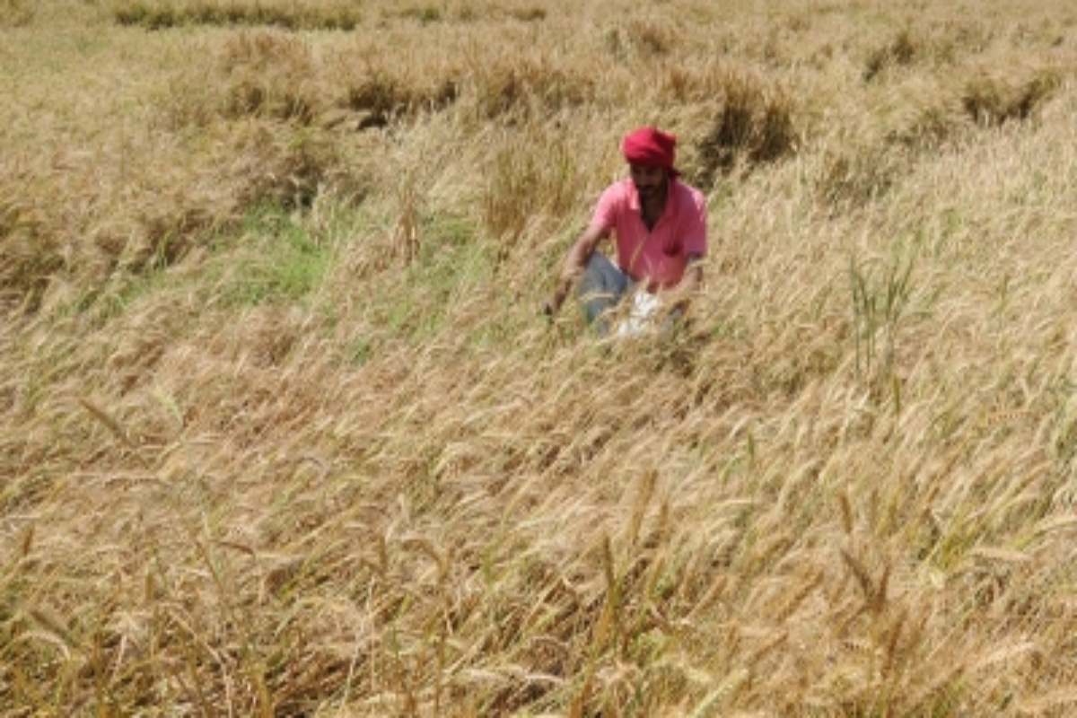 Rabi 24-25 MSP for wheat Rs 150 higher; masur Rs 425