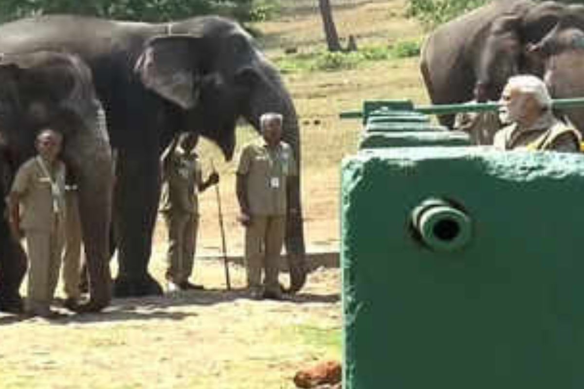 Tamil Nadu: PM Modi feeds elephant at Theppakadu camp