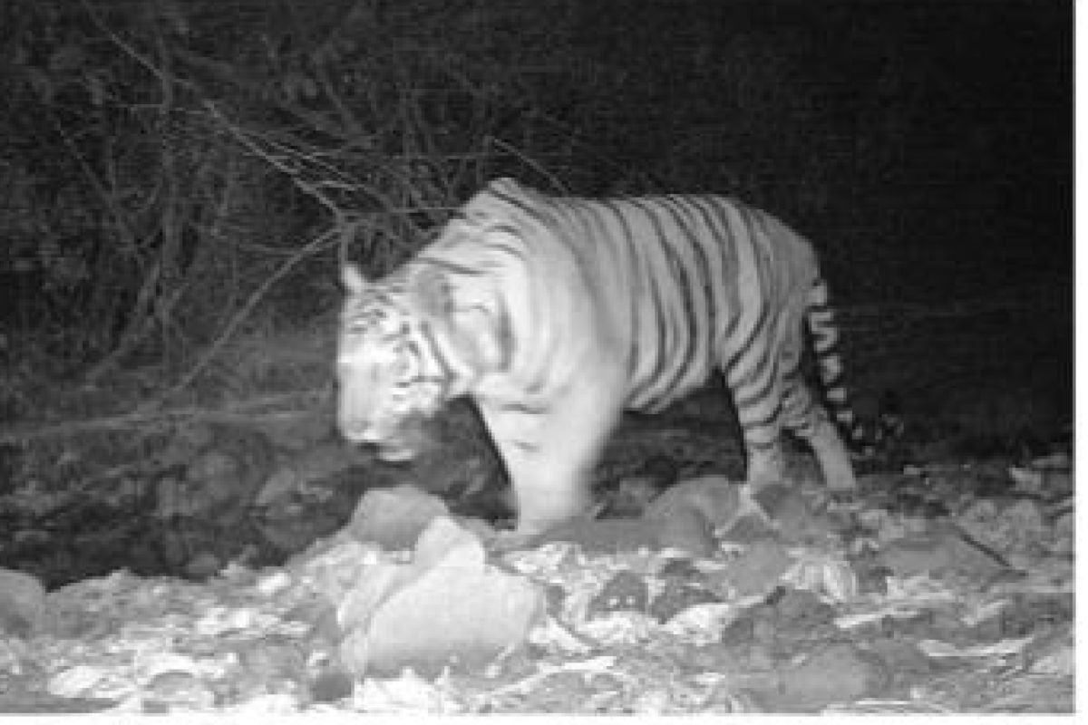 Trap cameras capture Royal Bengal Tiger at Mahananda Sanctuary