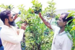 Arambagh apple farmers enjoy good yield of experimental varieties