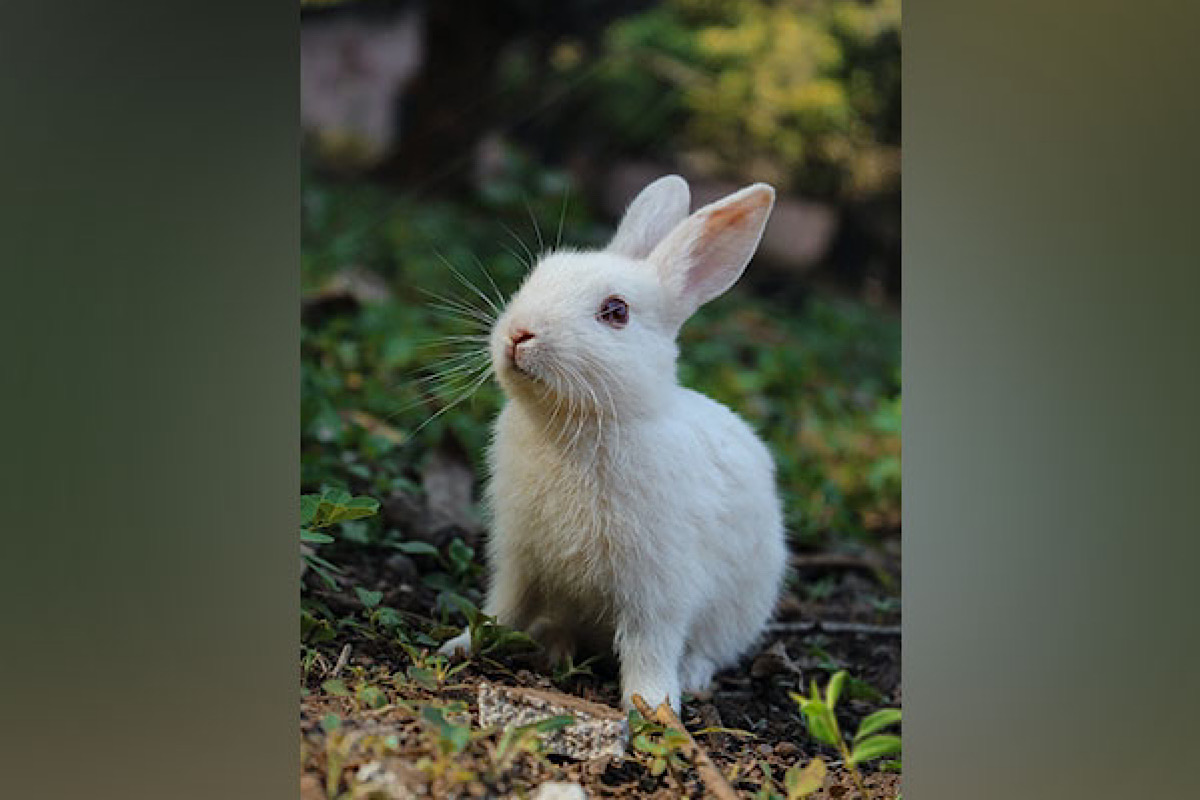 Study: Pet rabbits desire freedom to exercise