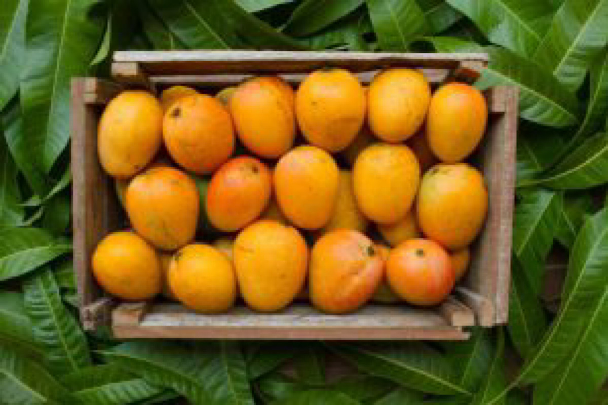 Top 8 varieties of mangoes you must try!