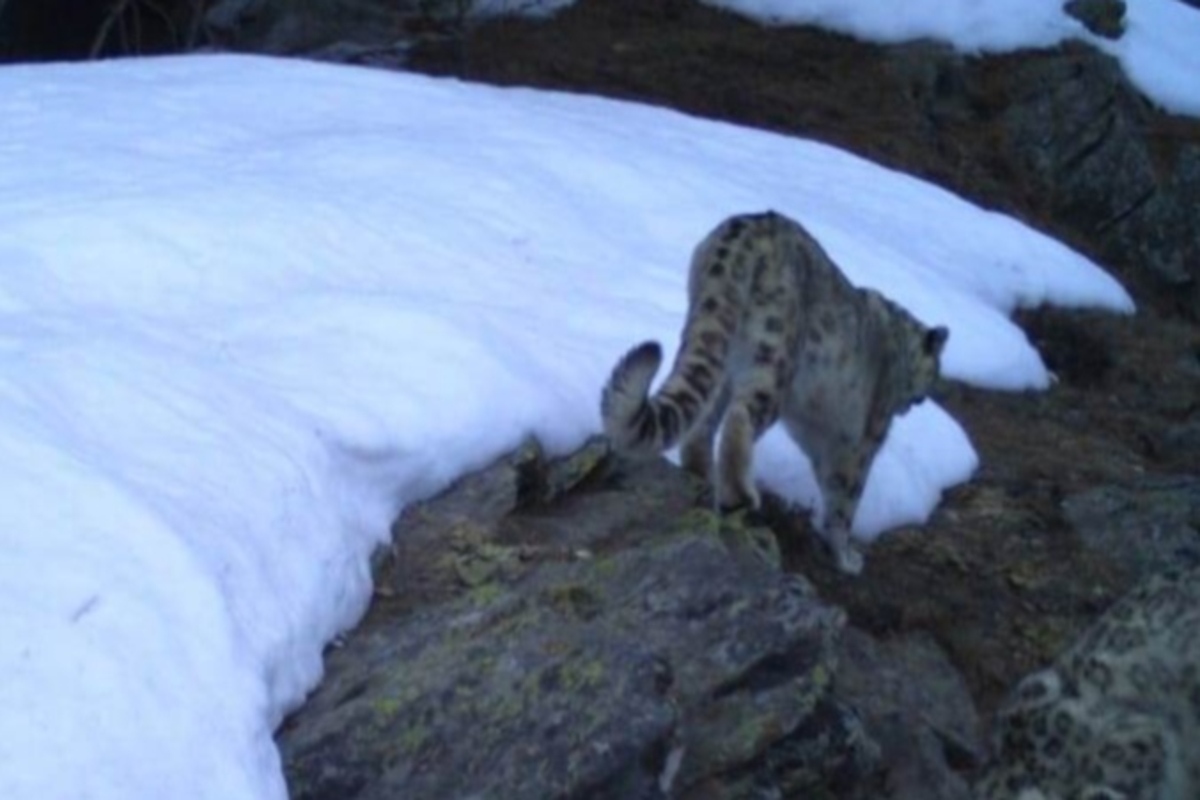 3 snow leopards sighted in Kishtwar