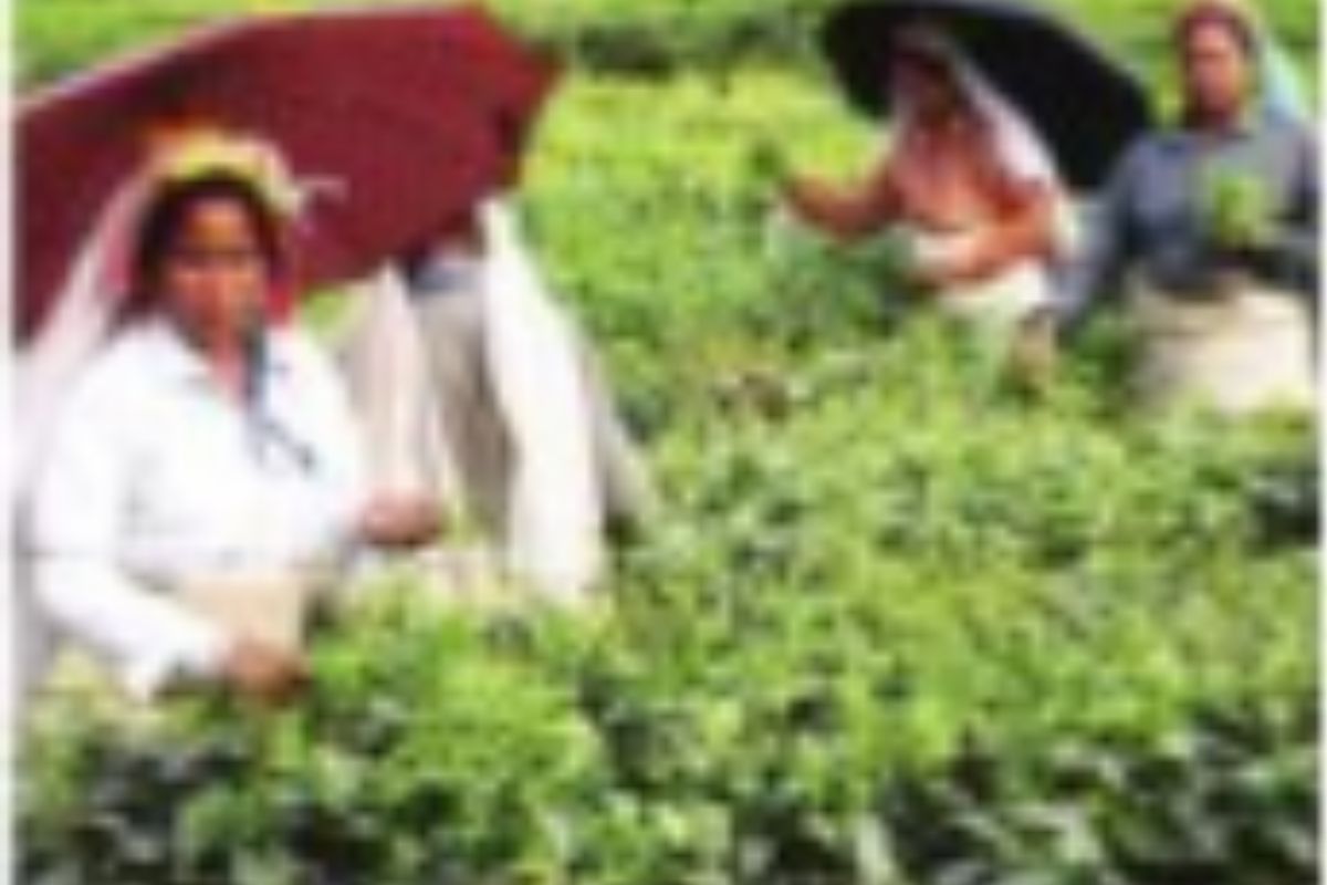 Planters take tea wage hike to High Court