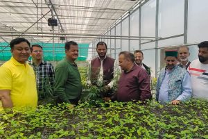 HP to cultivate cannabis for industrial, non-narcotic use: Minister