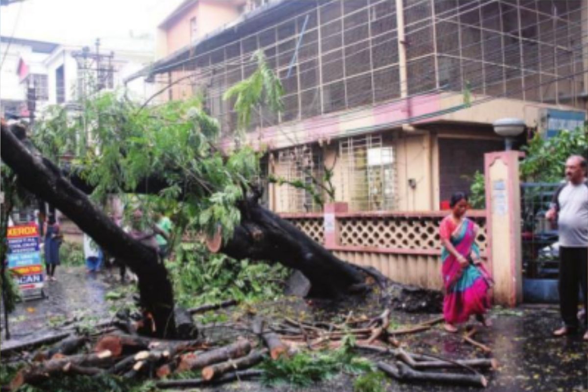 Siliguri storm uproots trees, triggers power cuts
