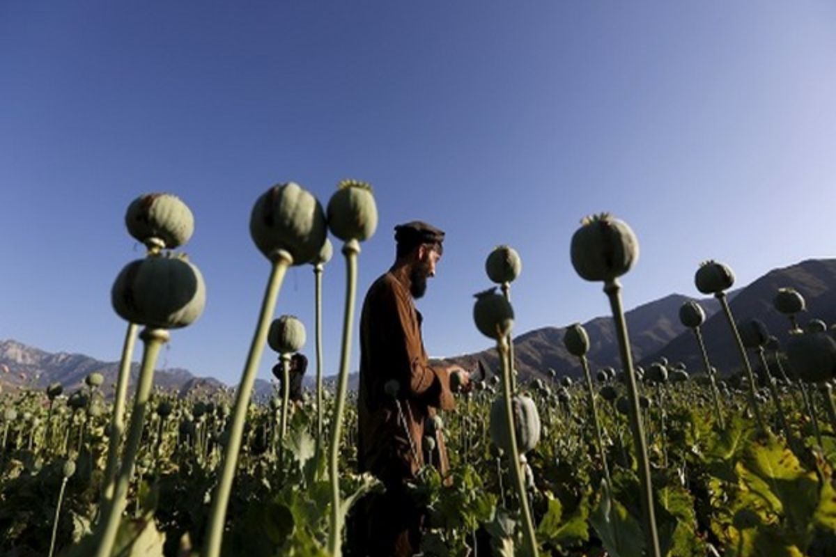 Destroyed 4,000 hectares of poppy fields in Afghanistan, claims Taliban