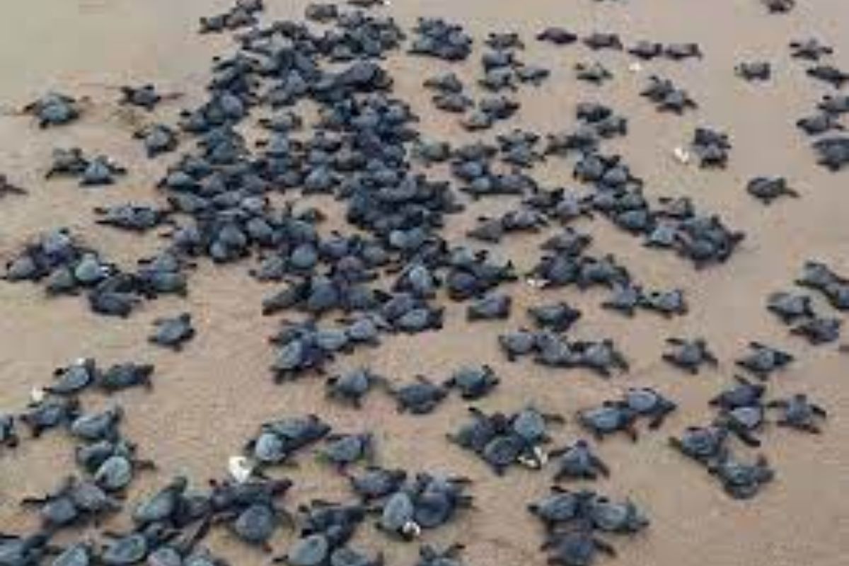 TSF’s turtle conservation initiative at Gopalpur