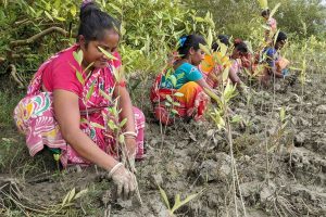 Local women come forward to save Sundarbans
