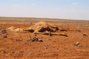 Death of 30 camels brings into focus chemical dumping in Gujarat