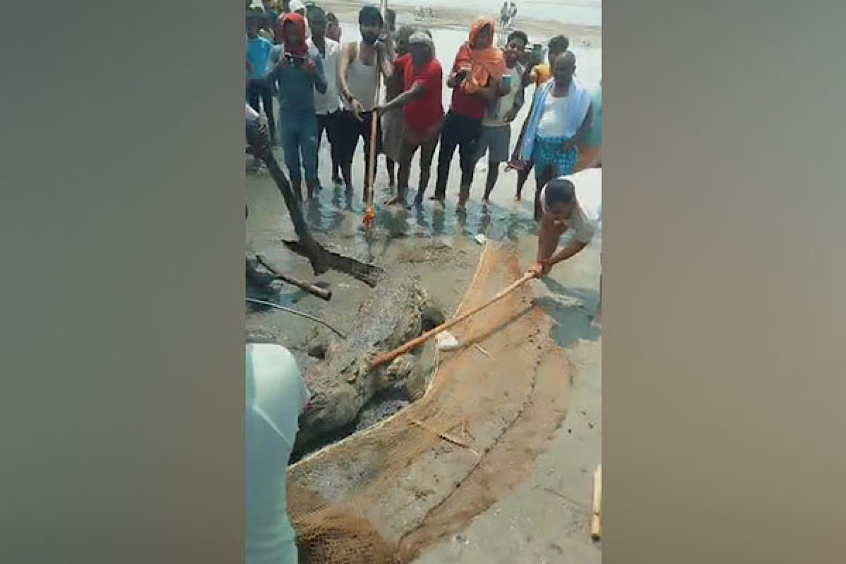 Bihar: Crocodile beaten to death after it kills 14-yr-old in Vaishali, probe on