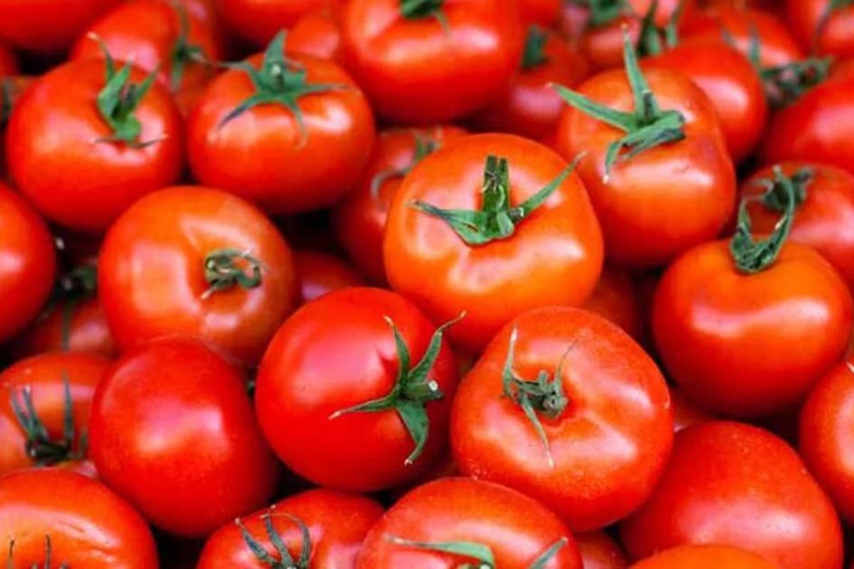 Tomato prices soar across country due to dip in supply, cost Rs 80-100 per kg