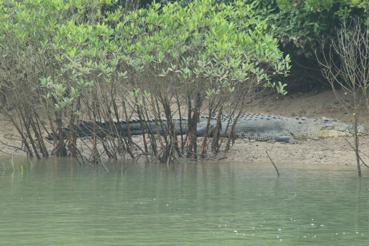 Man-animal conflict: Estuarine croc kills school student near Bhitarkanika national park