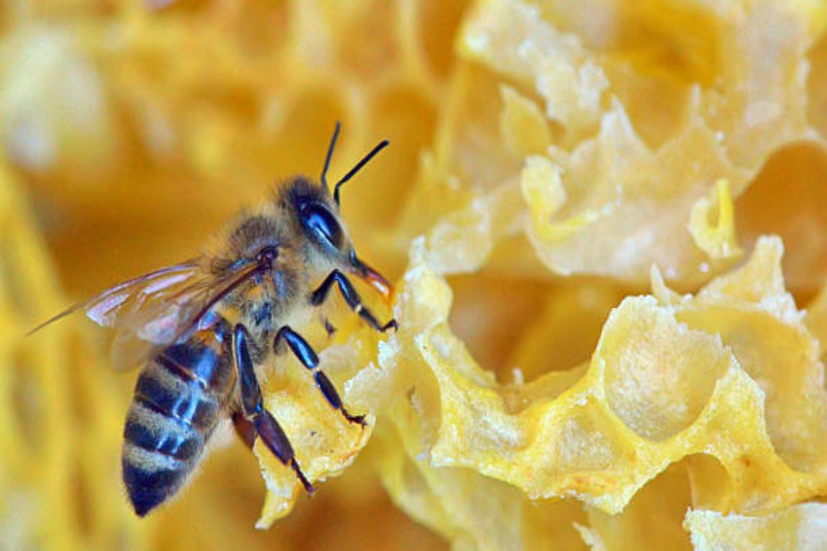 Honey bee nest structure is surprisingly adaptive, resilient: Study
