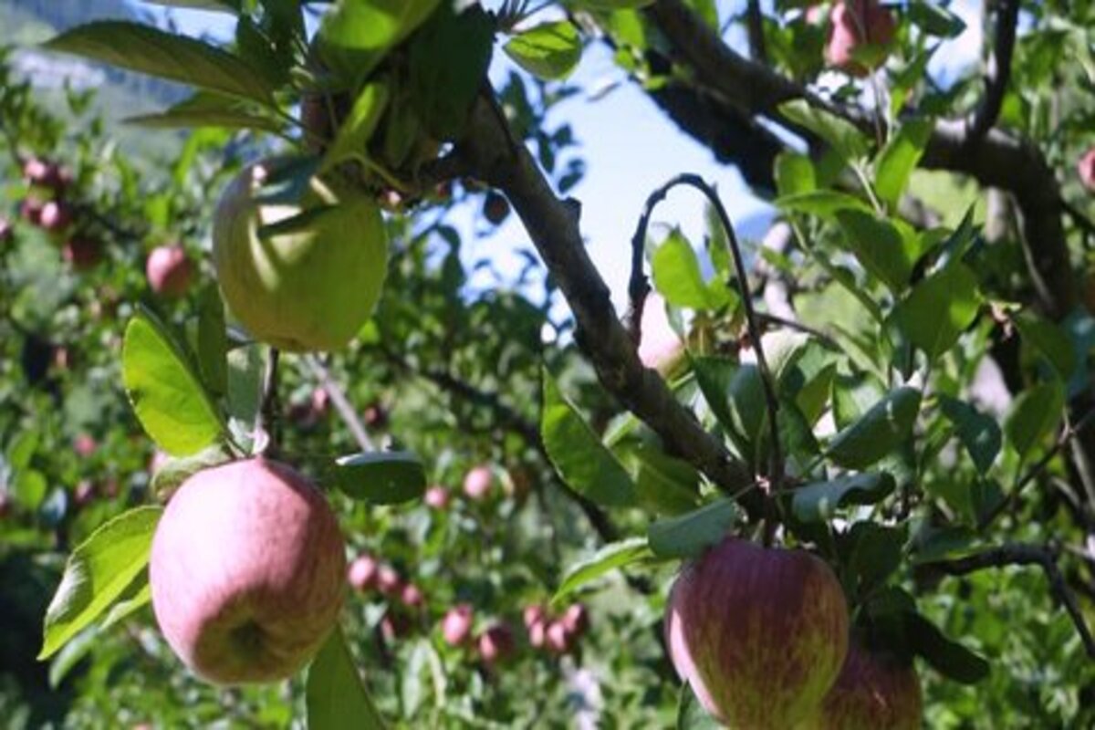 Himachal farmers demand MIS for apple, lemon, mango