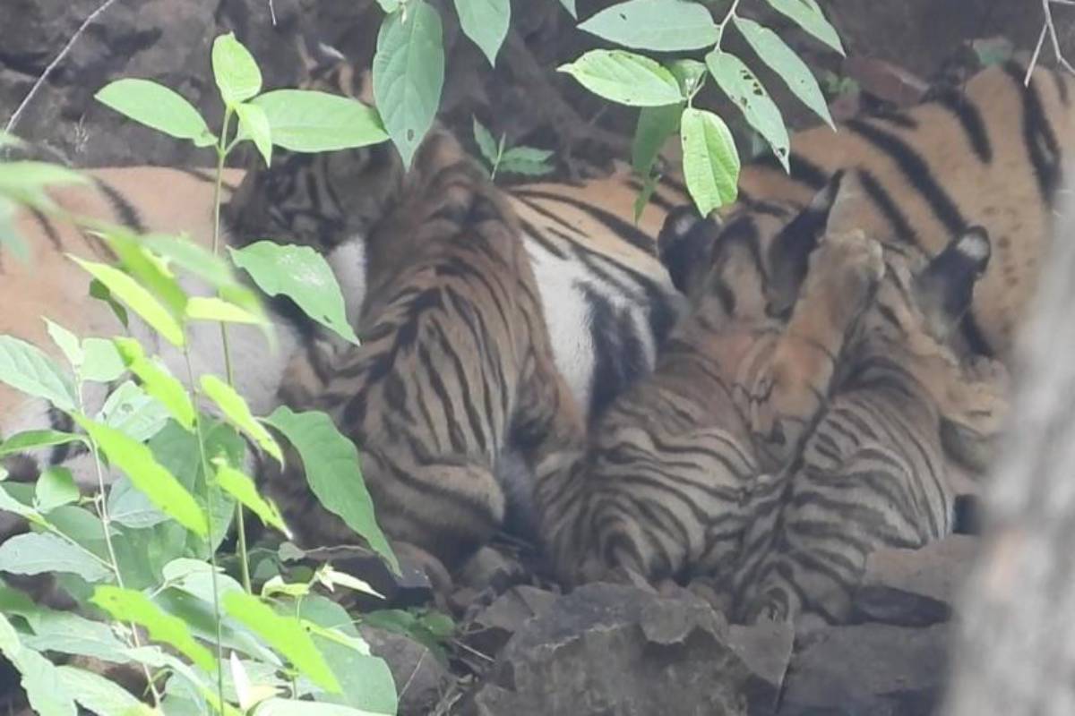 Three big cat cubs spotted in Ranthambore National Park