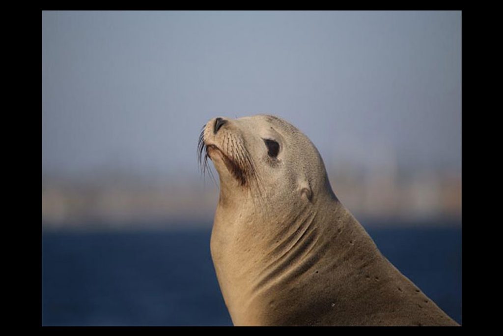 Sick sea lions washing ashore in California due to algae bloom