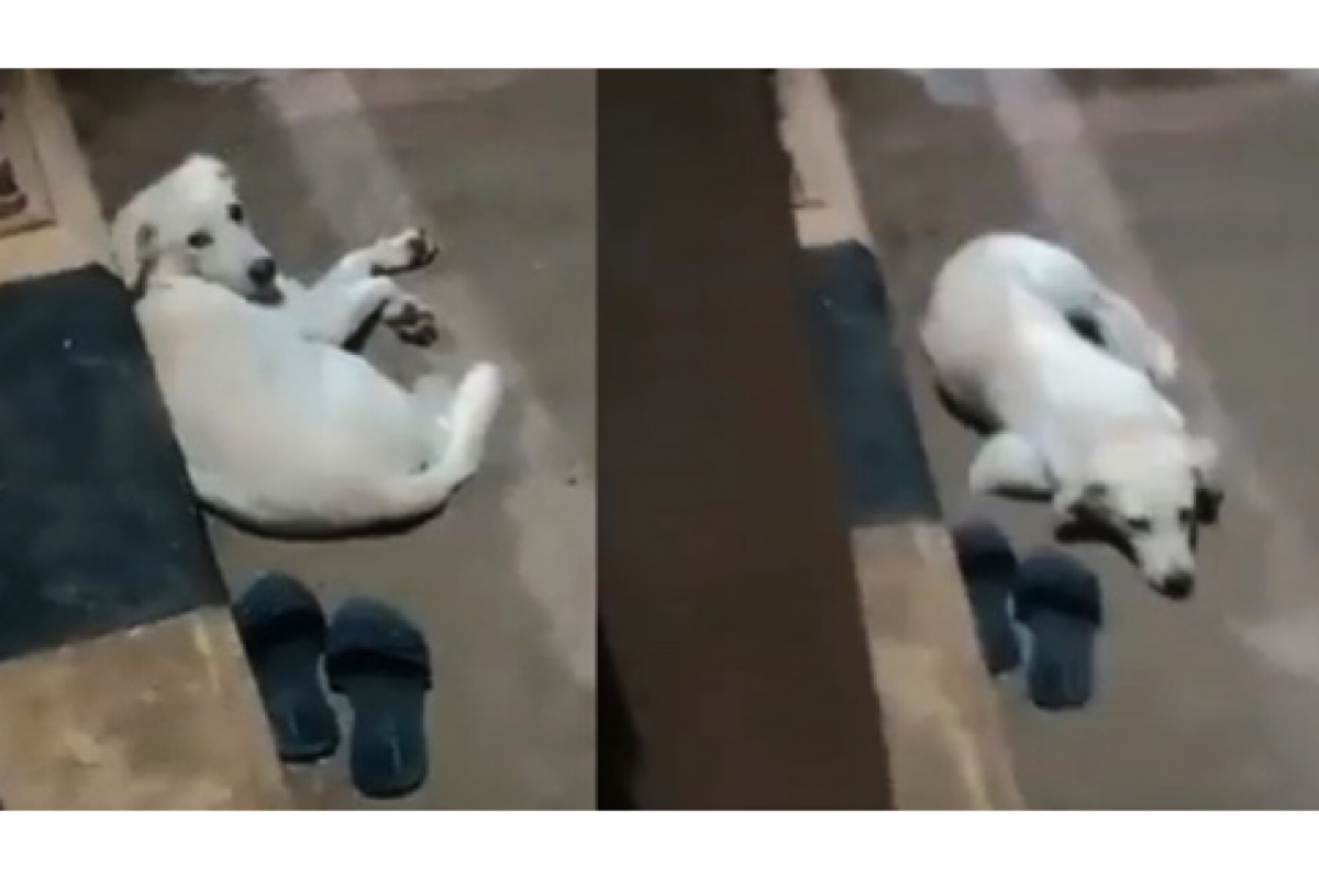 Dog waits near owner’s footwear after she jumps into Godavari in Andhra district