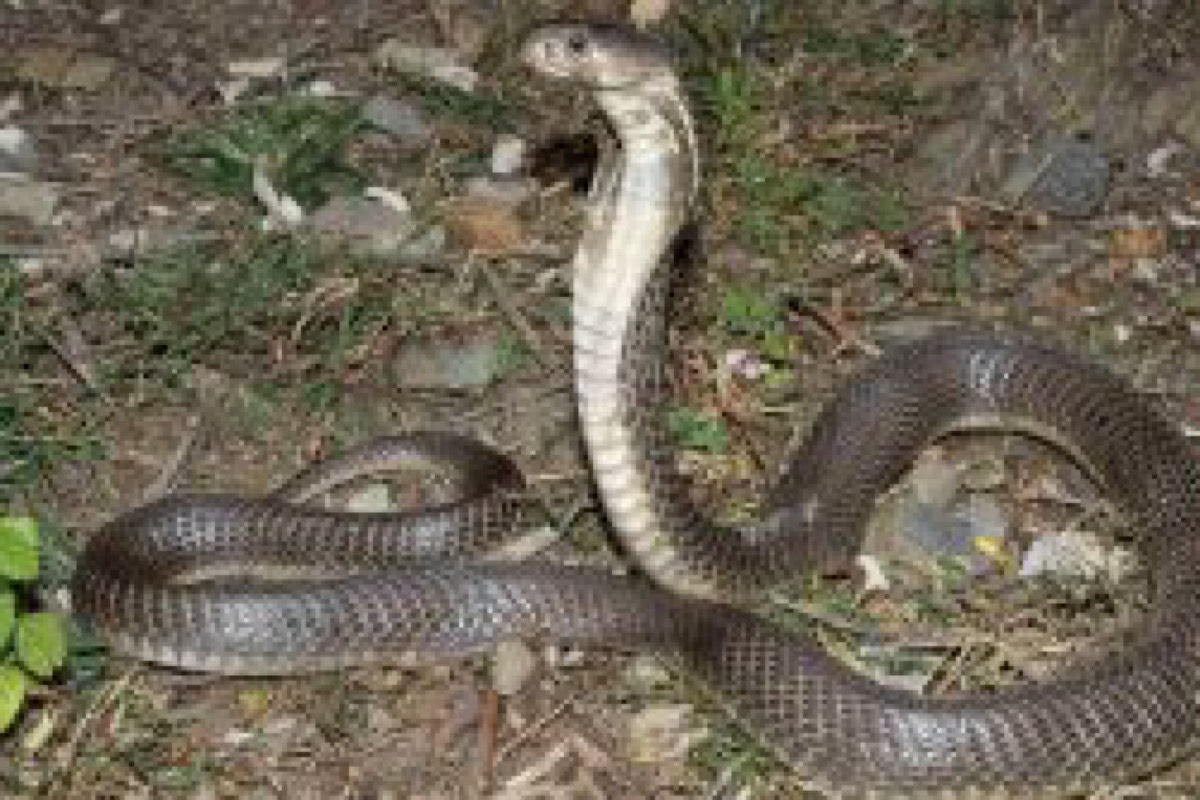 Cobra snake used to kill a man in Haldwani, four held