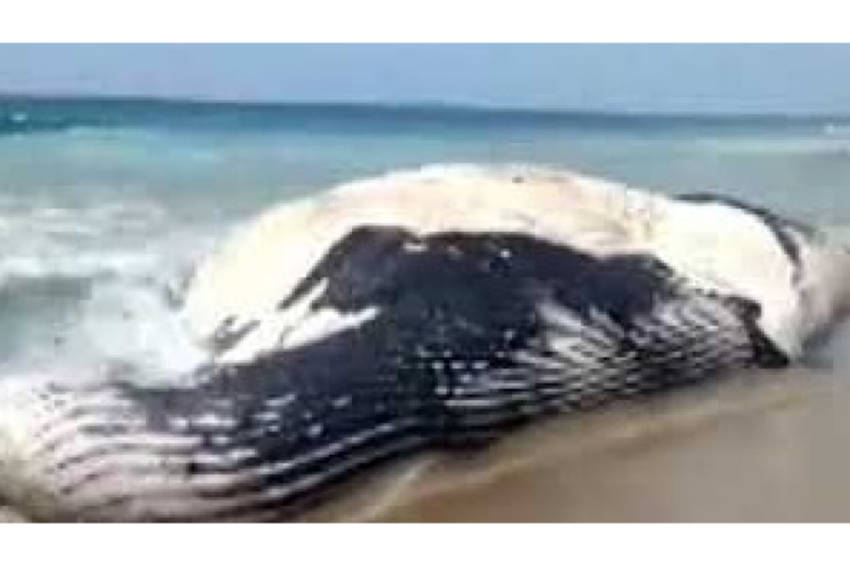 Blue Whale washes ashore in Andhra Pradesh