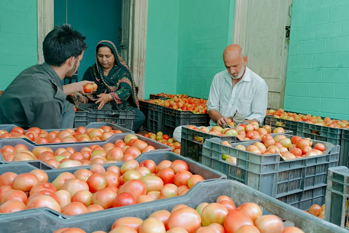 Tomatoes reaching Delhi-NCR, to be sold at ‘discounted’ prices