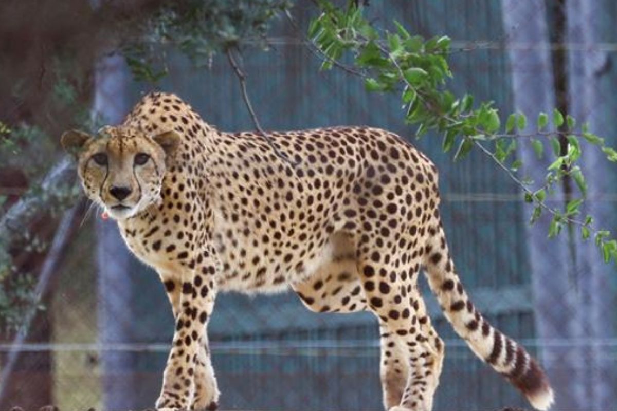 Supreme Court expresses concern on issue related to death of cheetahs