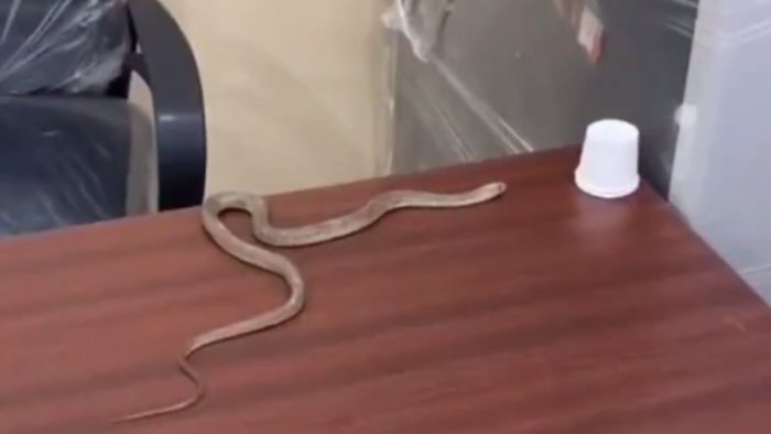 After Hyderabad MC ignores complaint, man releases snake in civic body office