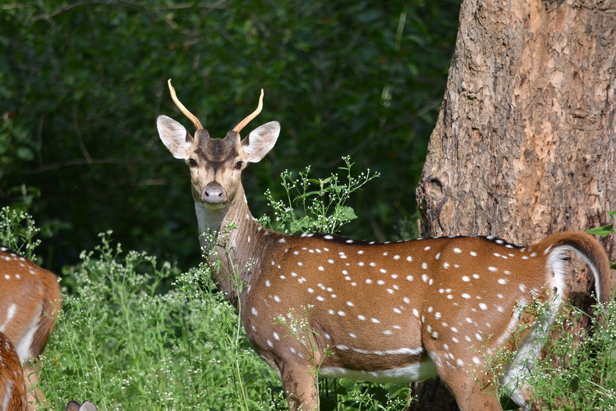Deer meat demand soars in Hyderabad, traders arrested