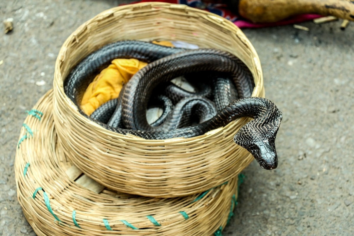 Snake charmer gang arrested for robbing motorists using reptiles