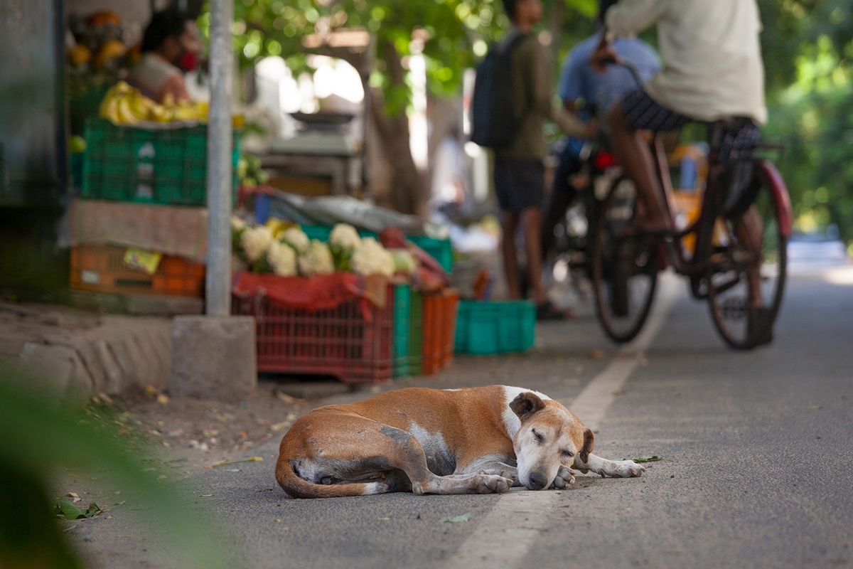 What happens to Delhi stray dogs amidst G-20 summit?