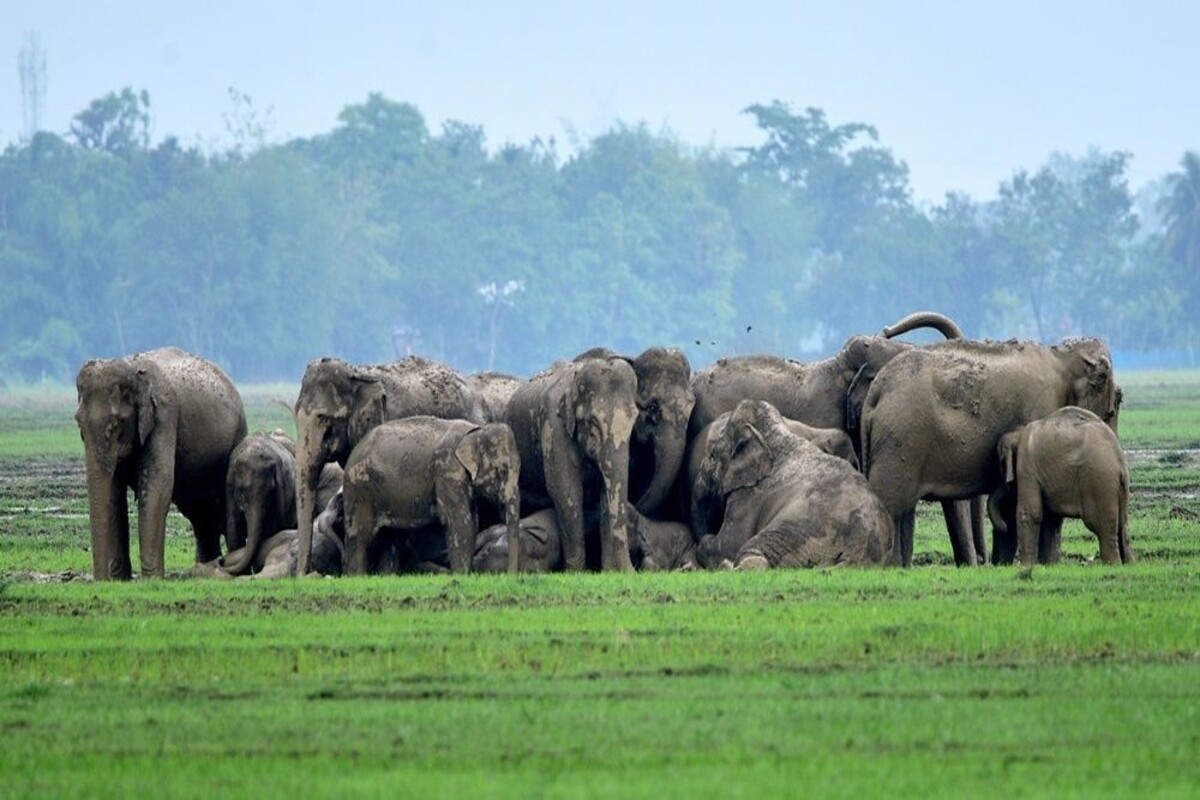 Elephant herd destroys paddy cultivation in Beliatore