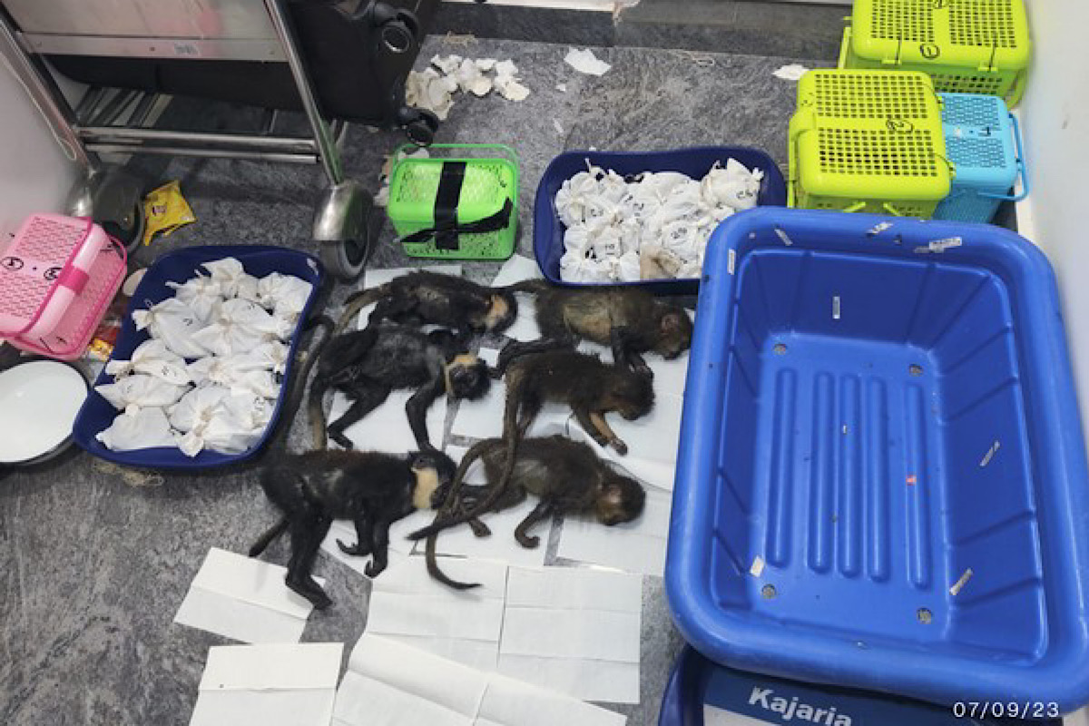 72 exotic snakes, 6 capuchin monkeys seized at Bengaluru airport