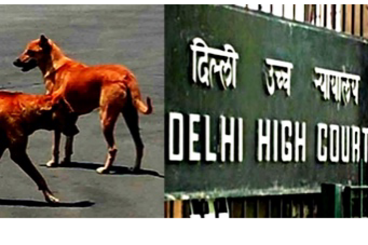 Delhi HC directs proper release of stray dogs captured during G20 Summit