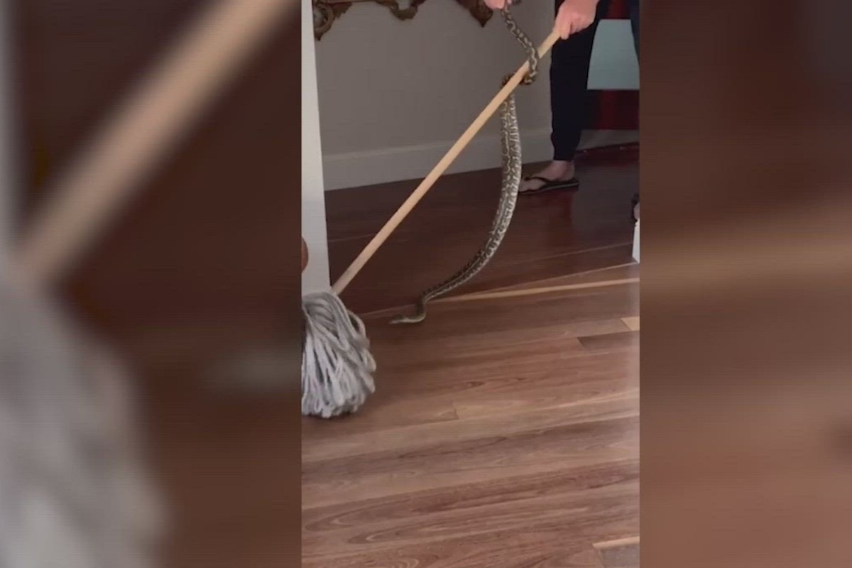 Pythons in Glenn McGrath’s house, gets rid of them in a non-violent manner