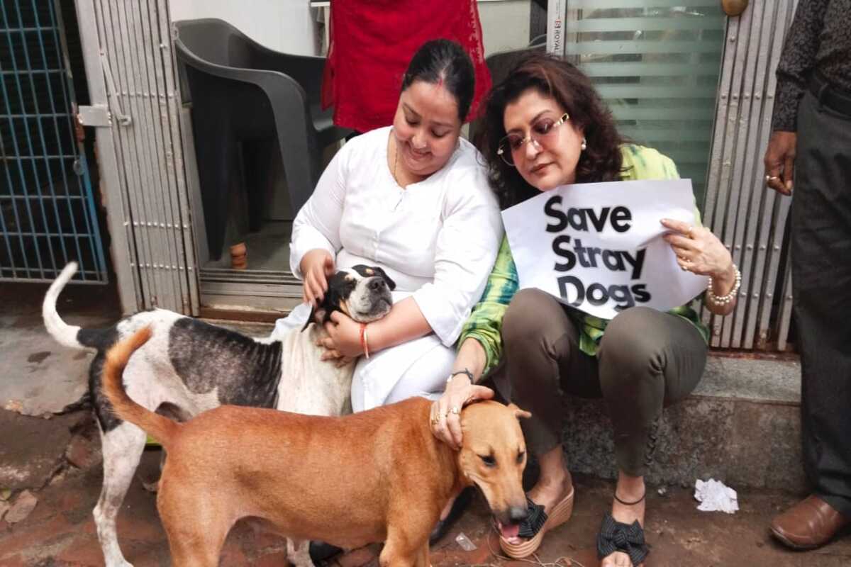 Lawyer protests to keep strays safe in court premises