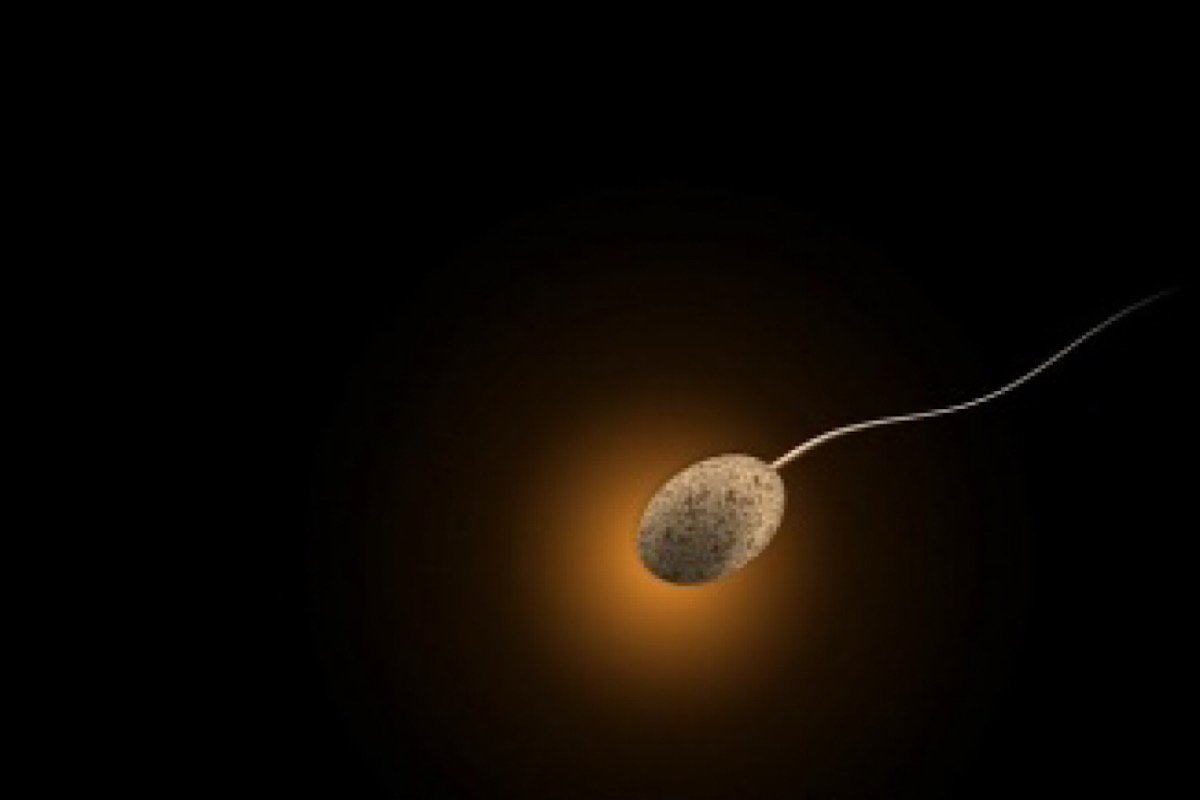 Study finds protein linked to cause of male infertility