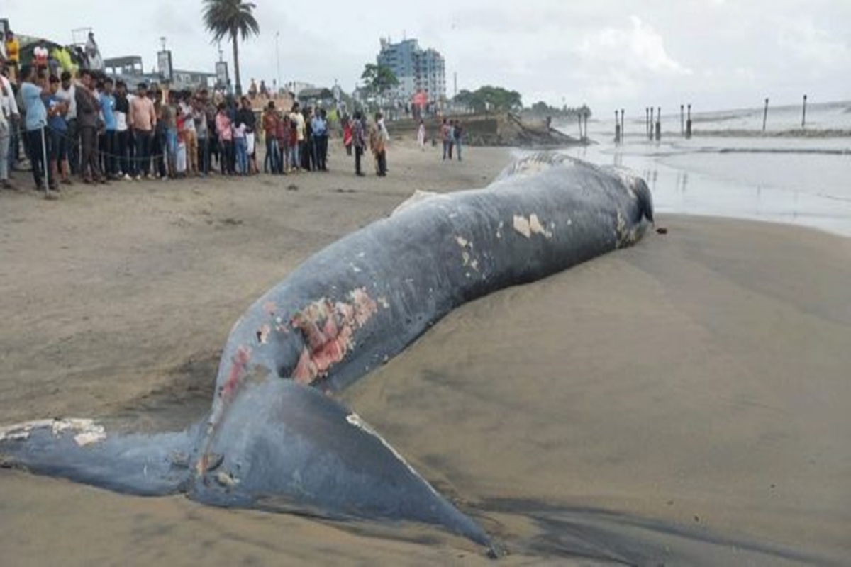 Blue Whale Carcass Found on Kozhikode Beach Amidst Rain