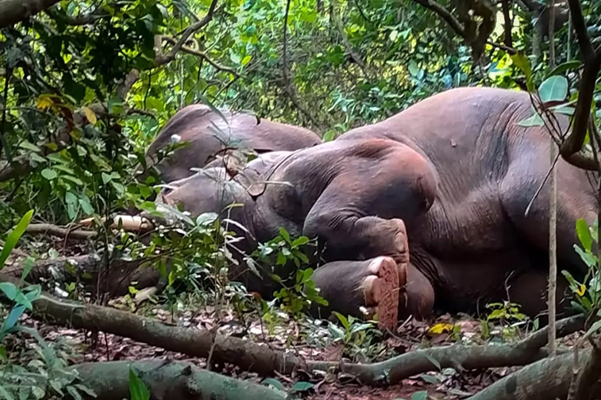 Two elephant-related deaths