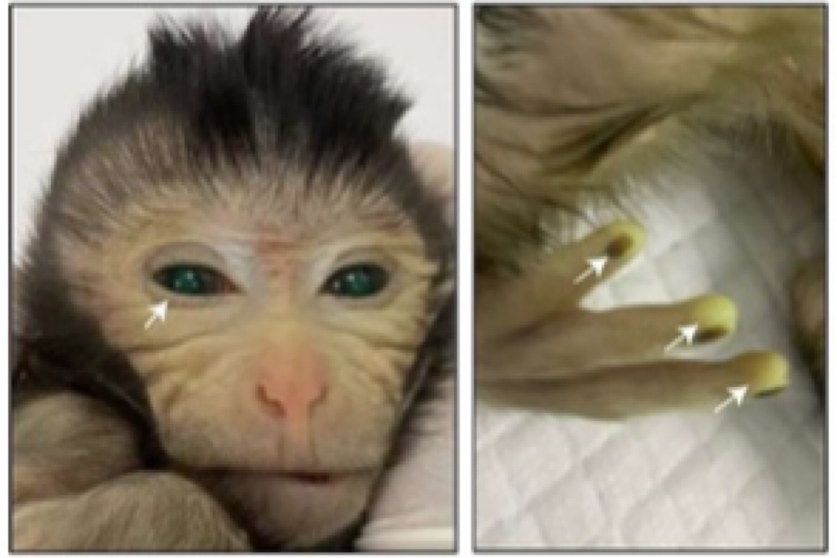 Chinese scientists show 1st live birth of a chimeric monkey using  stem cells