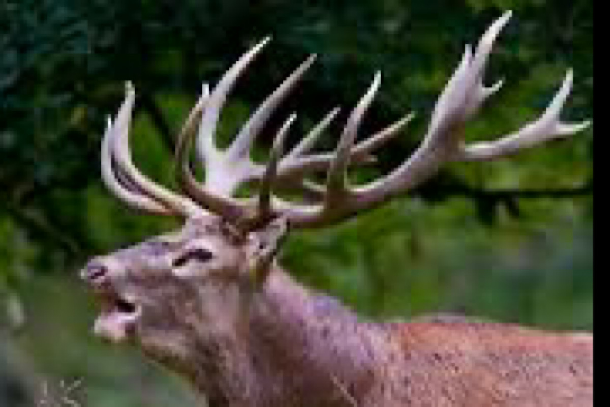 Foresters intercept two, seize six deer antlers