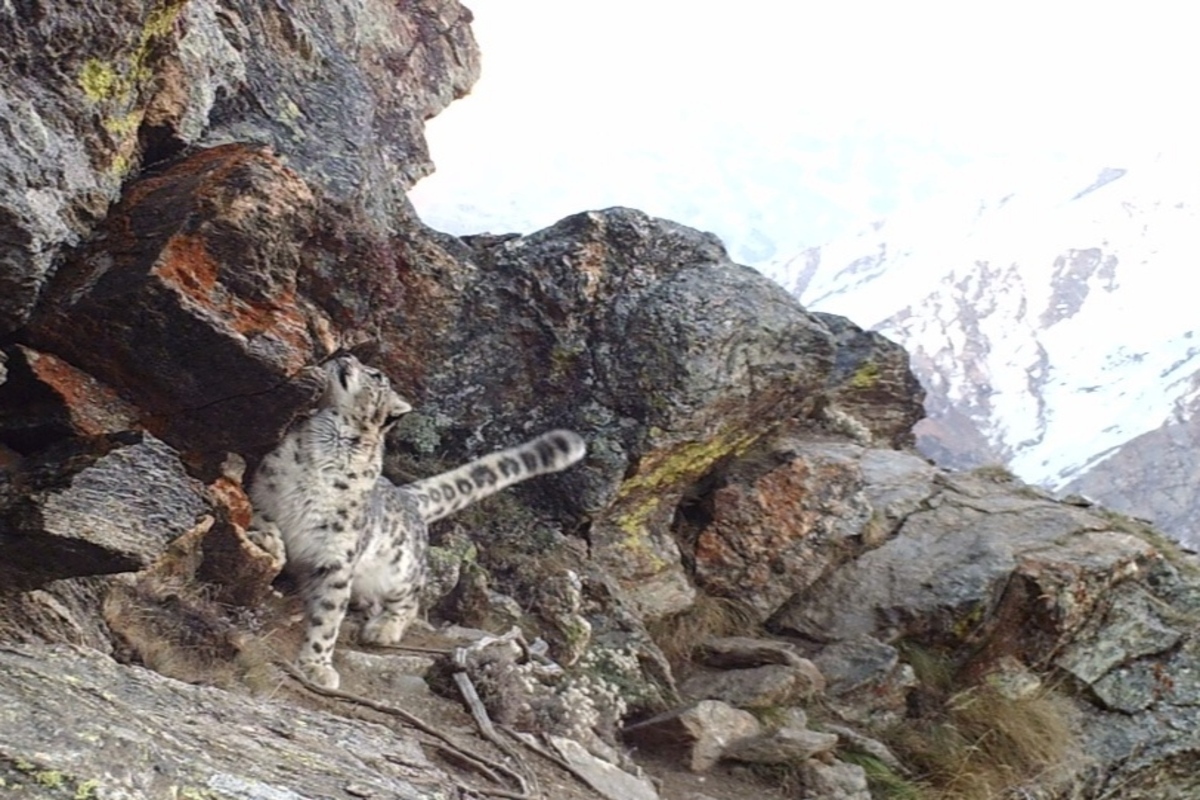 Rare snow leopard sighted at high altitude in Kishtwar, Jammu