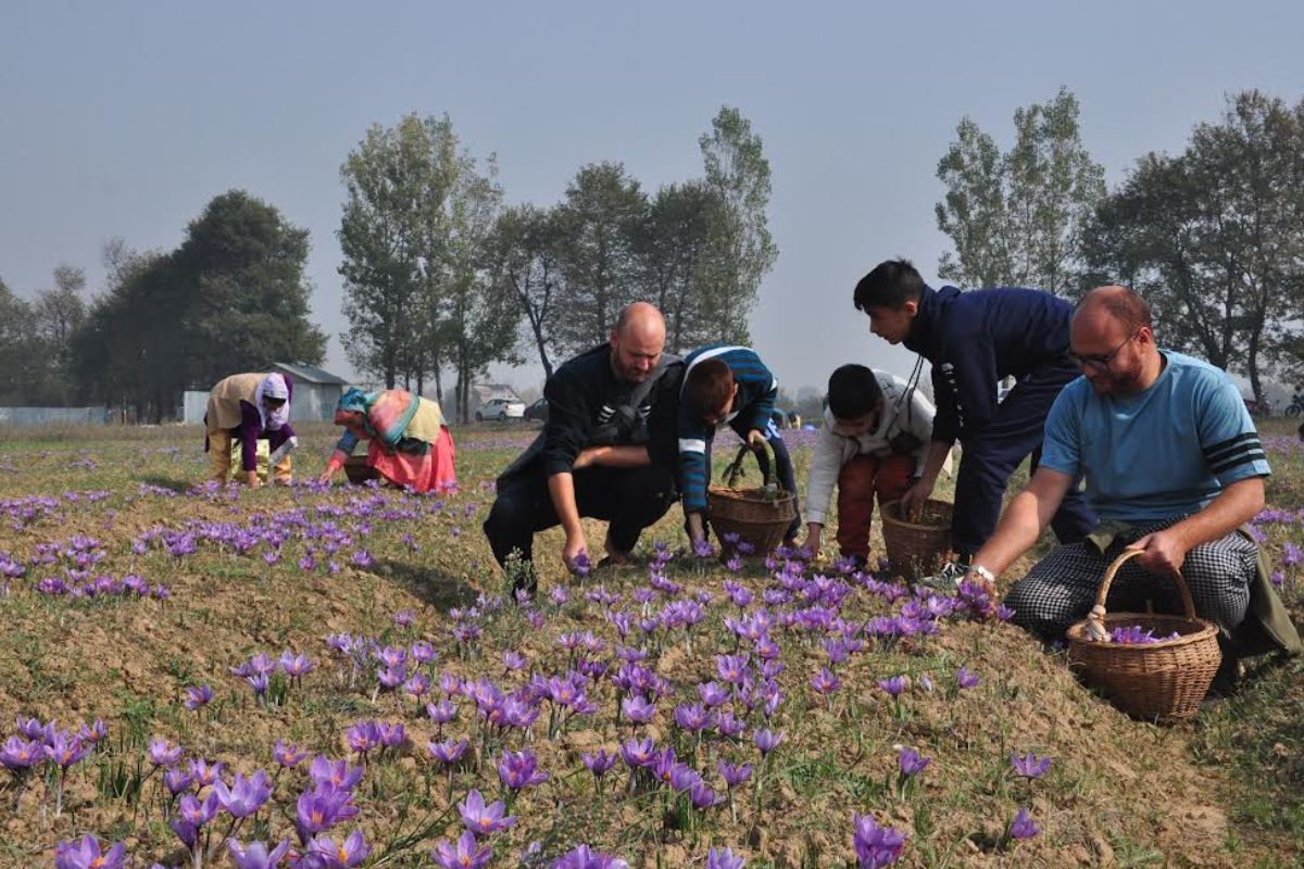 Breaking 20-year record, bumper saffron crop in Kashmir brings smile to growers