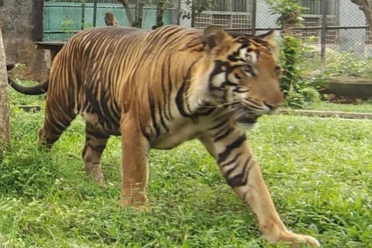 A pair of Royal Bengal tigers brought to zoo in Jammu