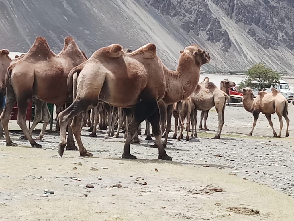 Army deploys double-humped camels along inhospitable LAC with China
