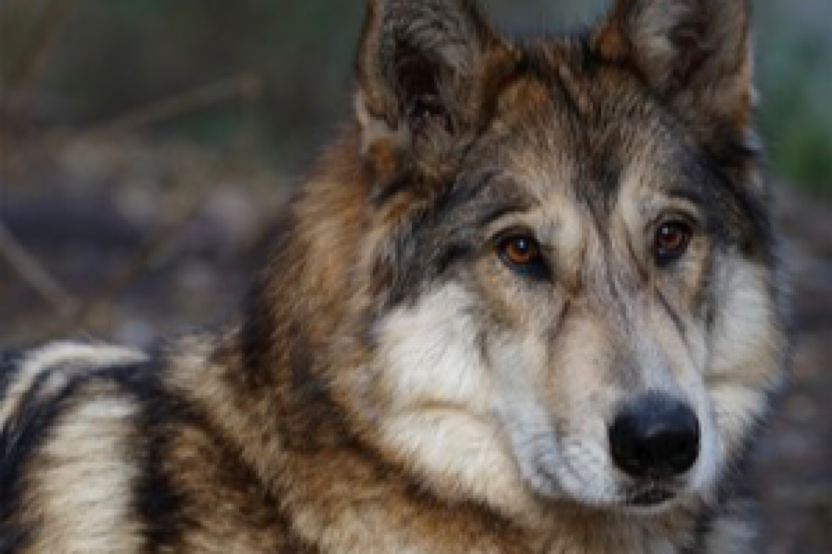 Infant killed by family’s hybrid wolf-dog pet in US state