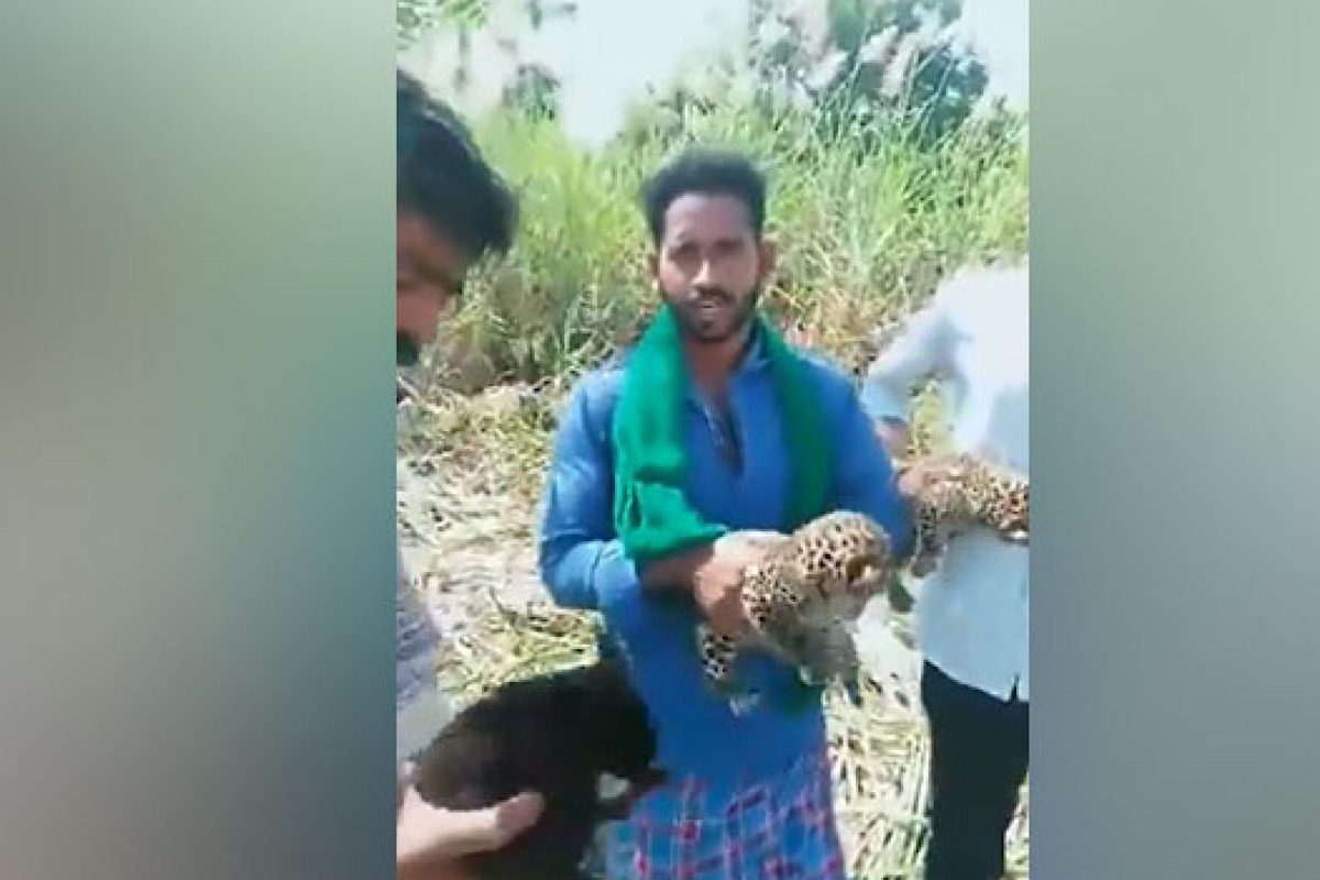 3 leopard cubs found in cane field in Karnatak’s Mysuru, handed over to forest department